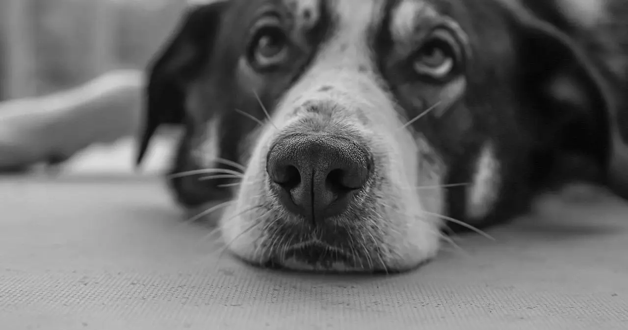 西檬之家K9犬系是什么?你的字母圈属性是什么? 一